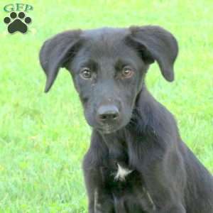 Mia, Labrador Mix Puppy