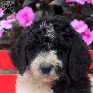 Mia, Bernedoodle Puppy