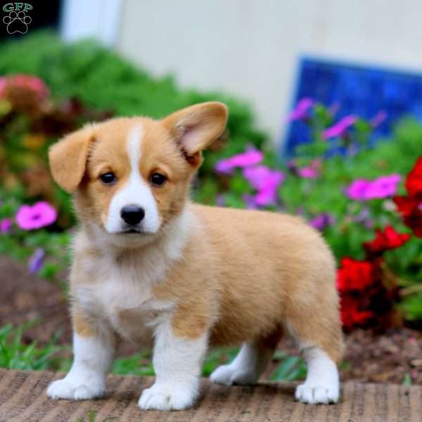 Mia, Pembroke Welsh Corgi Puppy