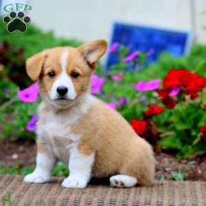 Mia, Pembroke Welsh Corgi Puppy