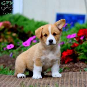 Mia, Pembroke Welsh Corgi Puppy