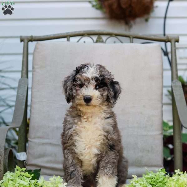 Michael, Bernedoodle Puppy