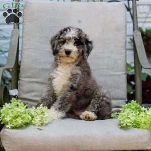 Michael, Bernedoodle Puppy