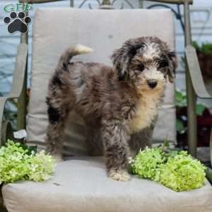 Michael, Bernedoodle Puppy