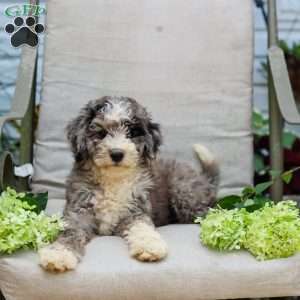 Michael, Bernedoodle Puppy