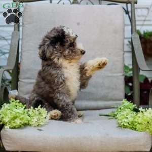 Michael, Bernedoodle Puppy