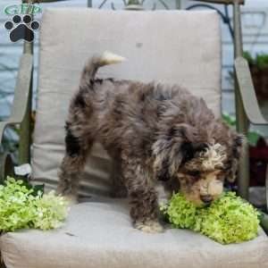 Michael, Bernedoodle Puppy