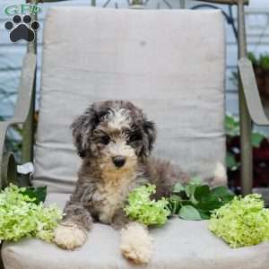 Michael, Bernedoodle Puppy