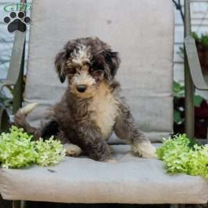 Michael, Bernedoodle Puppy