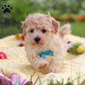 Mickey, Havapoo Puppy
