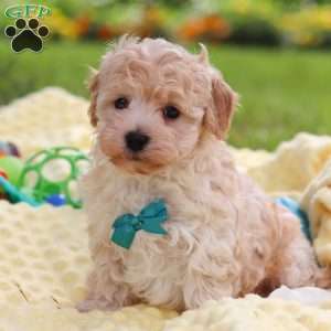 Mickey, Havapoo Puppy
