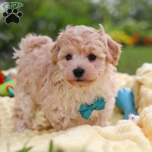 Mickey, Havapoo Puppy