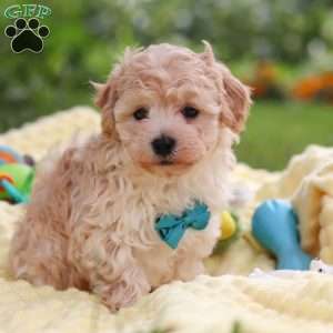 Mickey, Havapoo Puppy