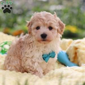 Mickey, Havapoo Puppy