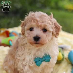 Mickey, Havapoo Puppy
