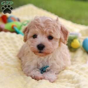 Mickey, Havapoo Puppy