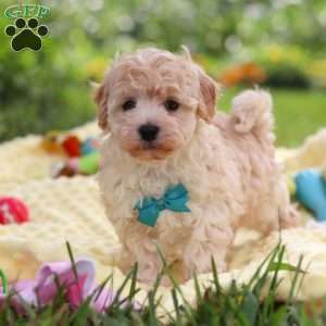 Mickey, Havapoo Puppy