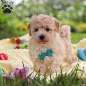 Mickey, Havapoo Puppy
