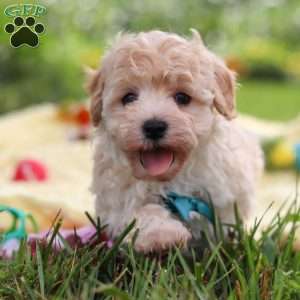 Mickey, Havapoo Puppy