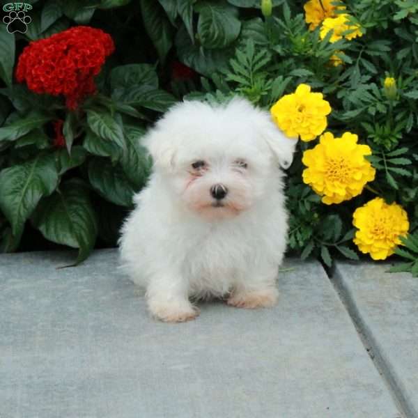 Mickey, Maltese Puppy