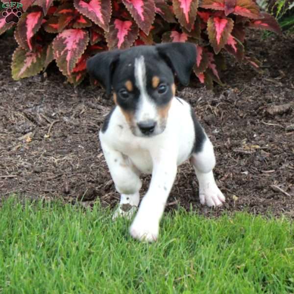 Mickey, Jack Russell Terrier Puppy