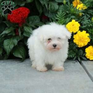 Mickey, Maltese Puppy