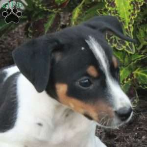 Mickey, Jack Russell Terrier Puppy