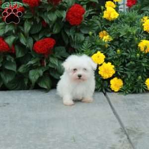 Mickey, Maltese Puppy