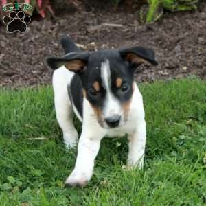 Mickey, Jack Russell Terrier Puppy