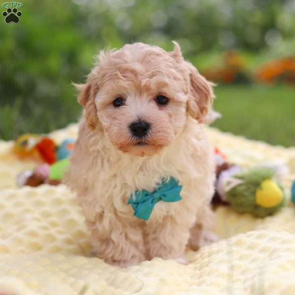 Mickey, Havapoo Puppy