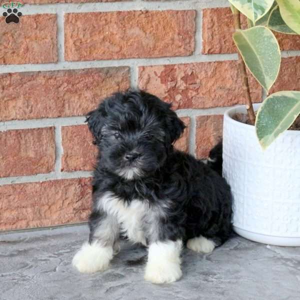 Midnight, Havanese Puppy