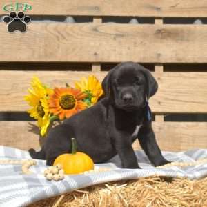 Midnight, Boxador Puppy