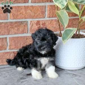 Midnight, Havanese Puppy