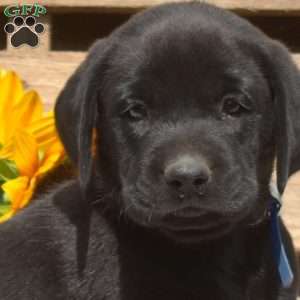 Midnight, Boxador Puppy