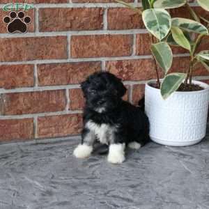 Midnight, Havanese Puppy
