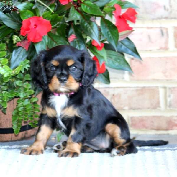 Midnight, Cavalier King Charles Spaniel Puppy