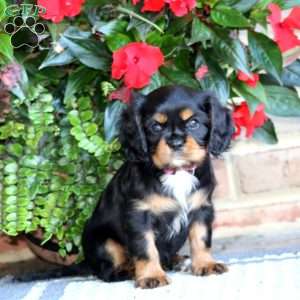 Midnight, Cavalier King Charles Spaniel Puppy