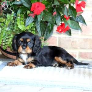 Midnight, Cavalier King Charles Spaniel Puppy