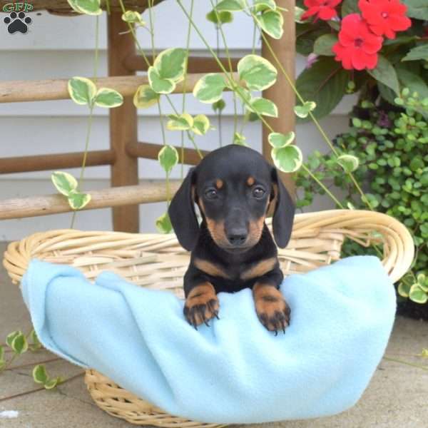 Mike, Dachshund Puppy