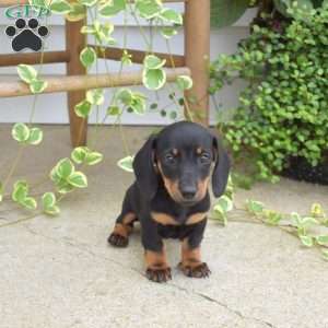 Mike, Dachshund Puppy