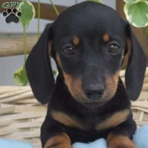 Mike, Dachshund Puppy