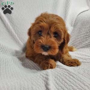 Mike, Cavapoo Puppy