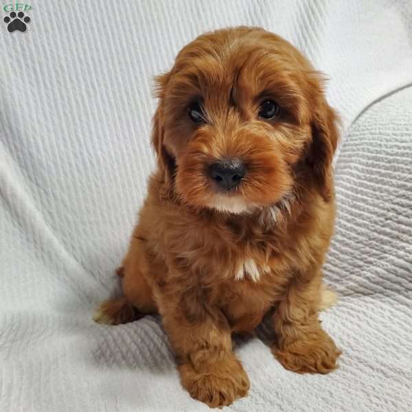 Mike, Cavapoo Puppy