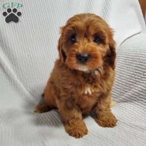 Mike, Cavapoo Puppy