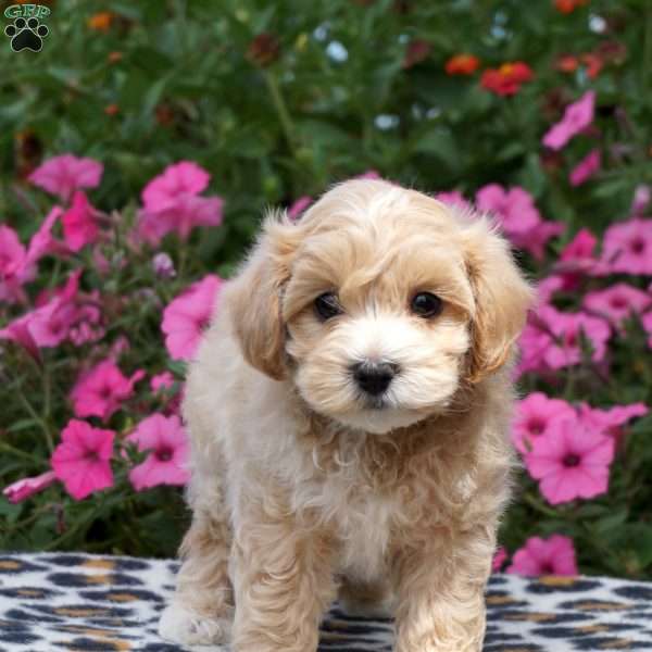 Mikey, Maltipoo Puppy