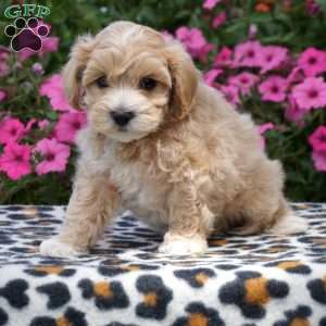 Mikey, Maltipoo Puppy