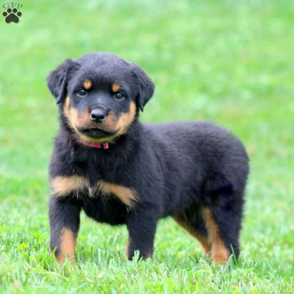 Mila, Rottweiler Puppy