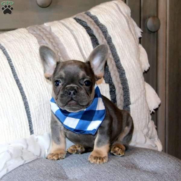 Milky Way, French Bulldog Puppy
