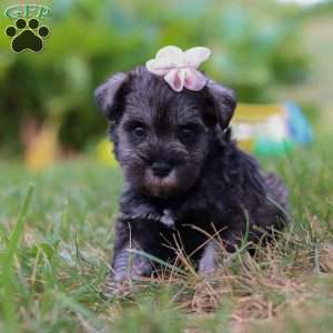 Millie, Miniature Schnauzer Puppy