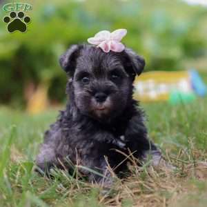 Millie, Miniature Schnauzer Puppy